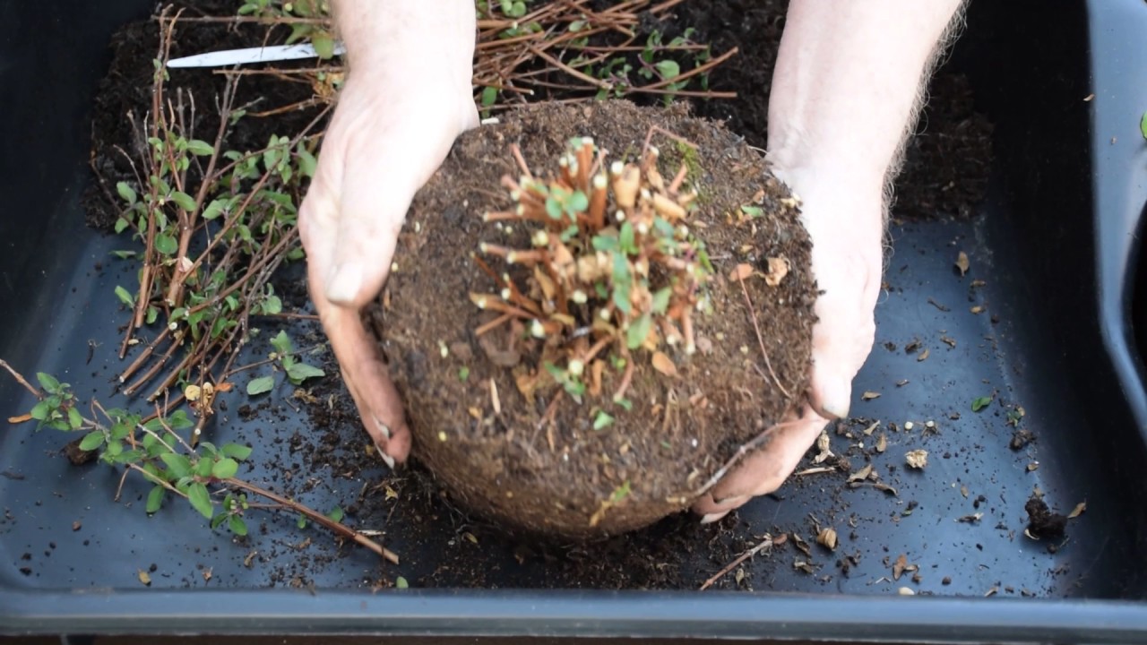 Reviving Bush Fuchsia Tom Thumb