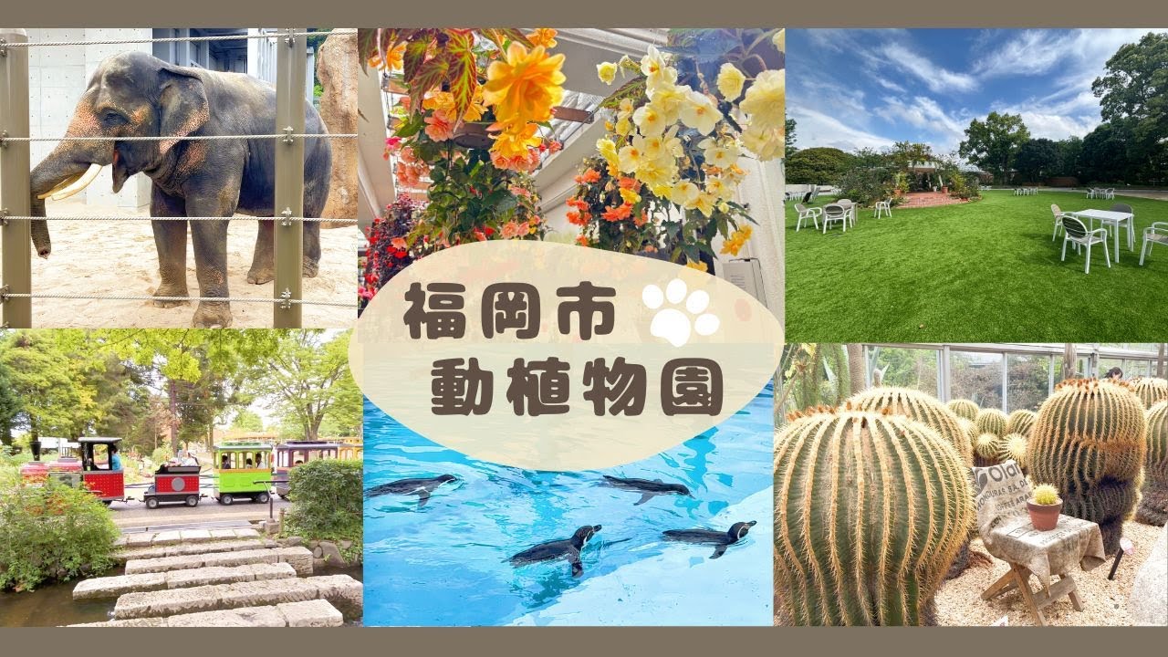 福岡漫遊｜福岡市動植物園｜不怕熱的企鵝｜福岡後花園