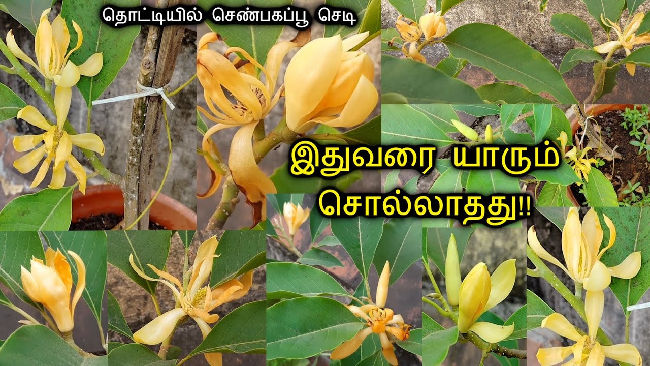மாடியில் செண்பகப்பூ வருடம் முழுவதும் நிறைய பூக்கள் பூக்க Super Tips! Shenbagam plant care in Tamil