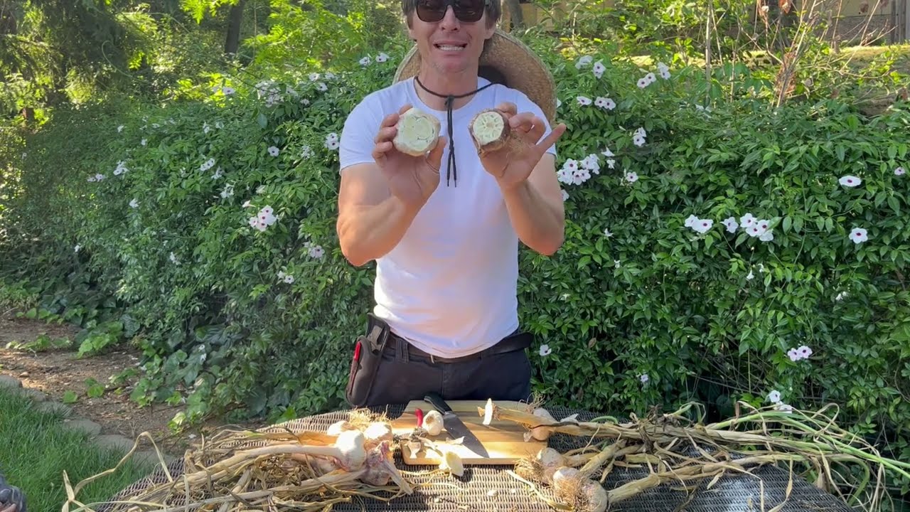 Growing Massive Garlic, Softneck vs Hardneck