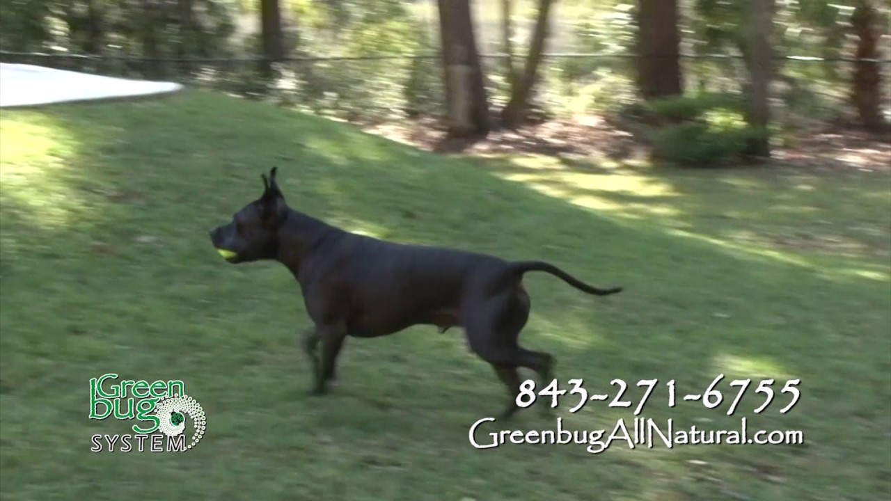 GreenBug Spot60