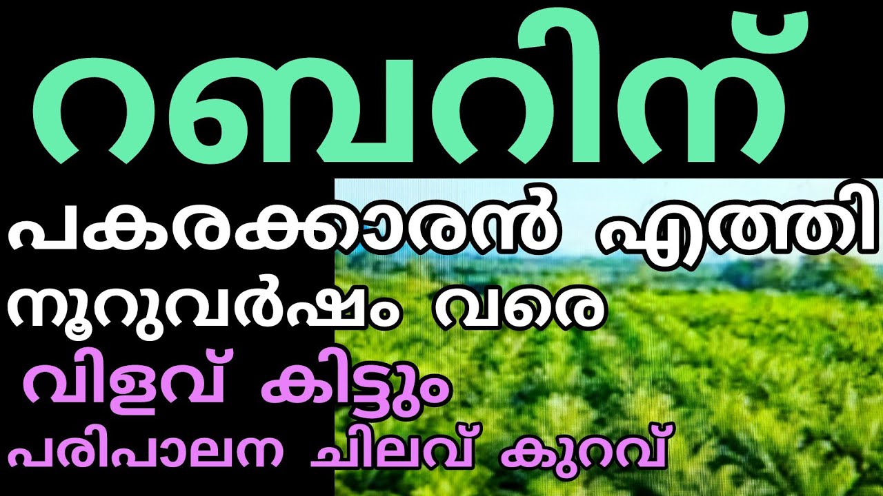 റബറിന് പകരം ഈ കൃഷി | Kerala Agriculture Price and news 