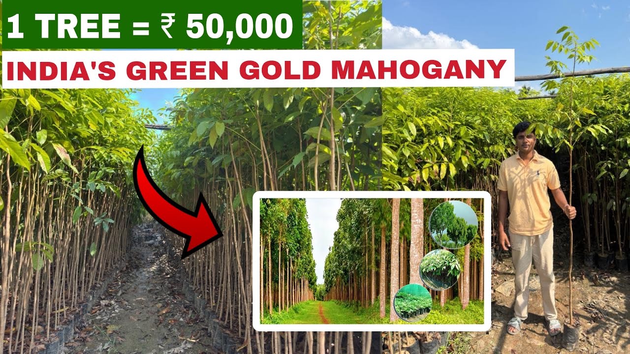 African Red Mahogany Plants Available | Best Quality | All India Delivery 🌳 || #mahogany 