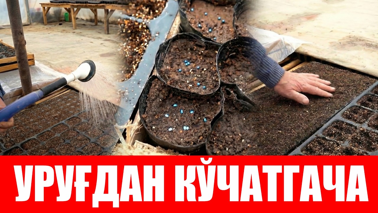 Уй шароитида кўчат тайёрлашни ўрганамиз (3-қисм)