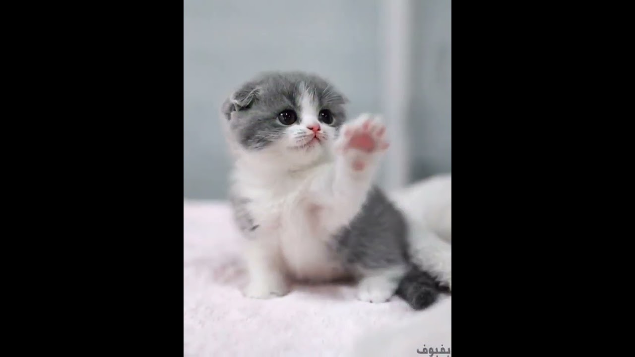 The Ultimate Cutest Baby Animals Compilation! 🐱🐥🐐 (Try Not To Smile)