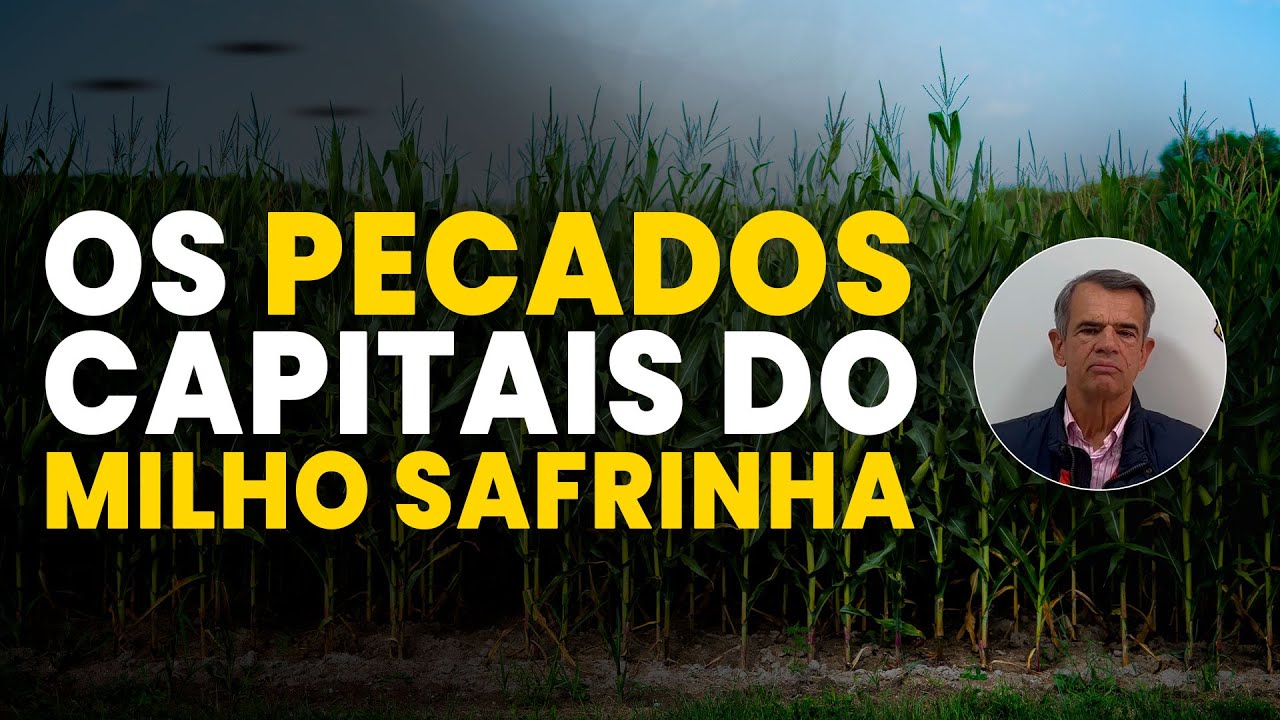 Evite Esses Erros no Plantio de Milho Safrinha e Garanta Alta Produtividade! 🚀