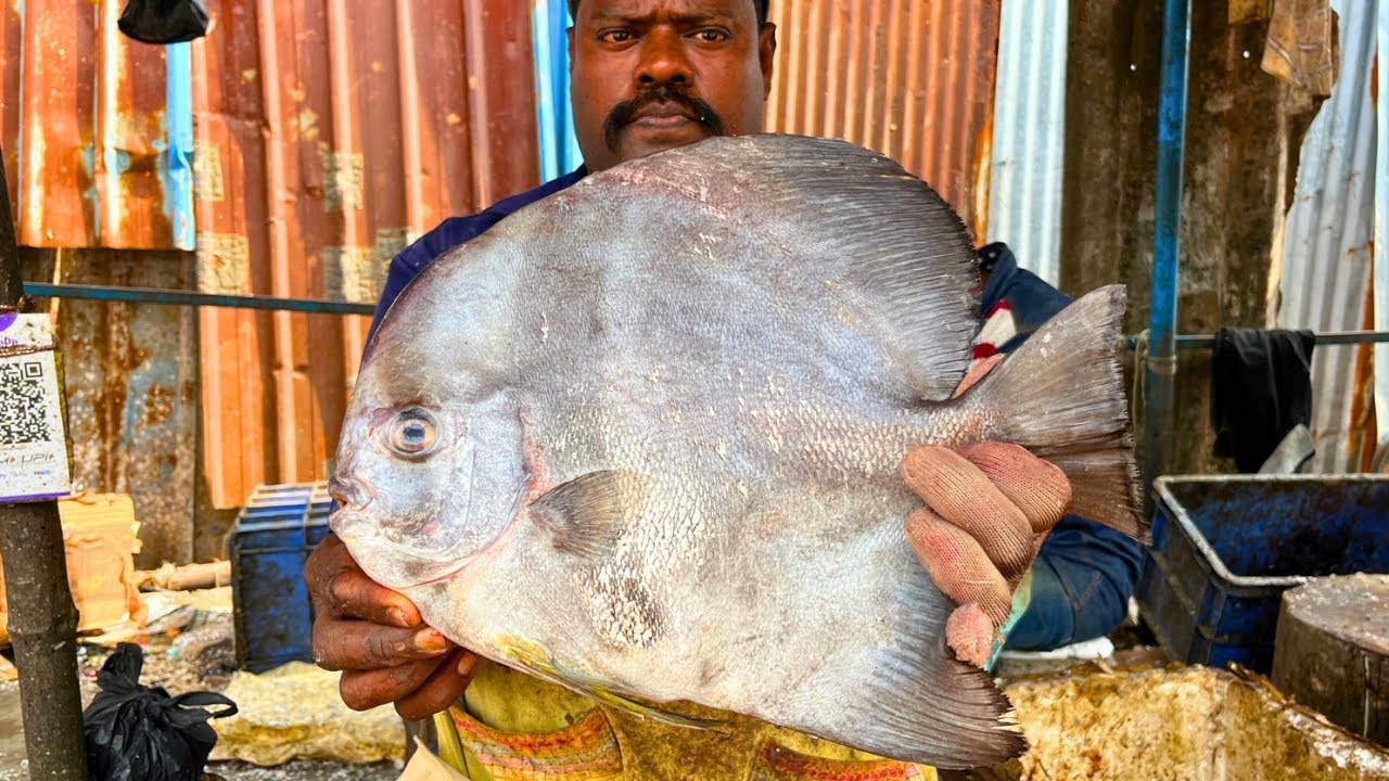 KASIMEDU 🔥 SPEED SELVAMM| BLACK SPADE FISH CUTTING VIDEO | FF CUTTING 🔪