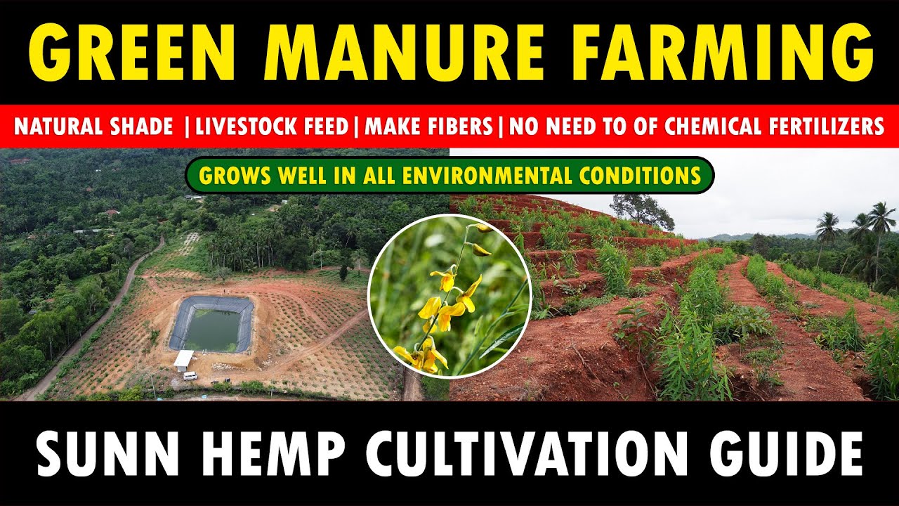 Integrated Green Manure Farming with any Crops | Sunn Hemp Fodder Farming
