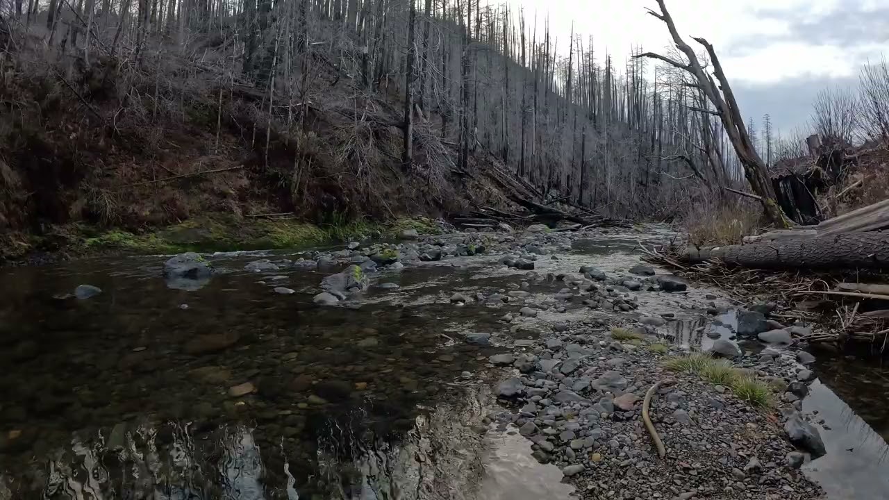 Fall Creek Oregon / Rest And Relax To Flowing Creek Water