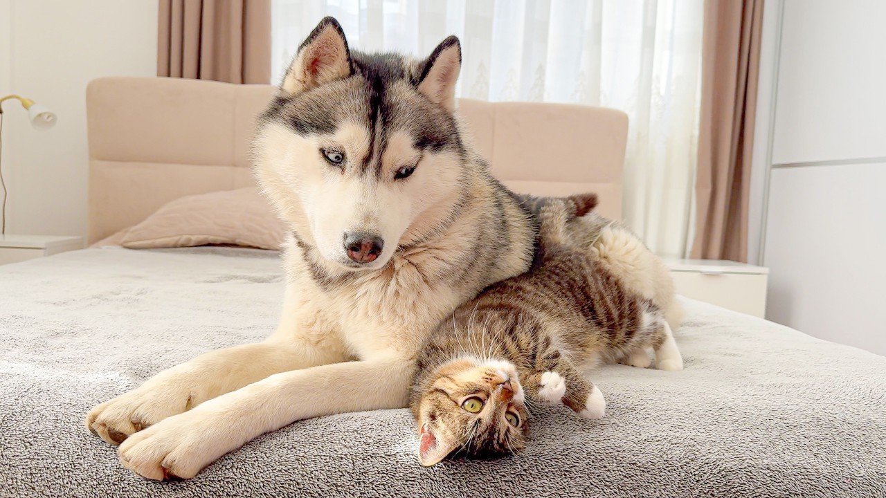 Gentle Husky’s Priceless Reaction to a Cat Hug – You Won't Believe It!