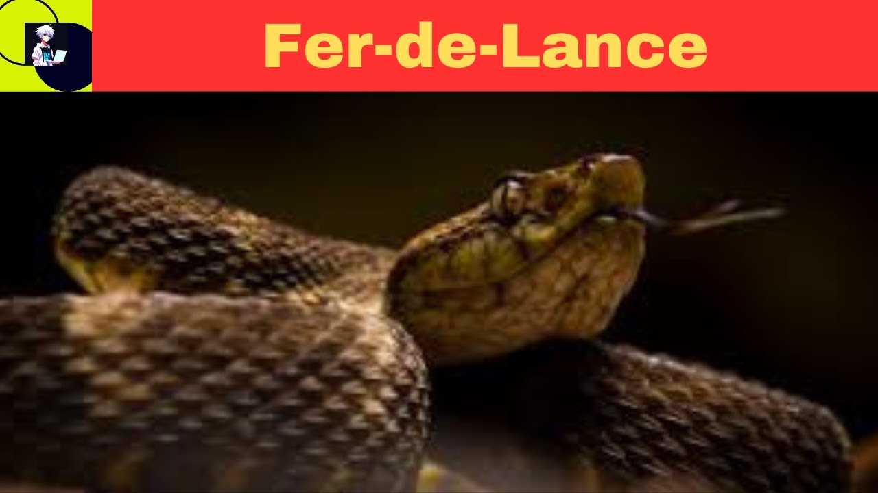 Fer-de-Lance (Bothrops asper)