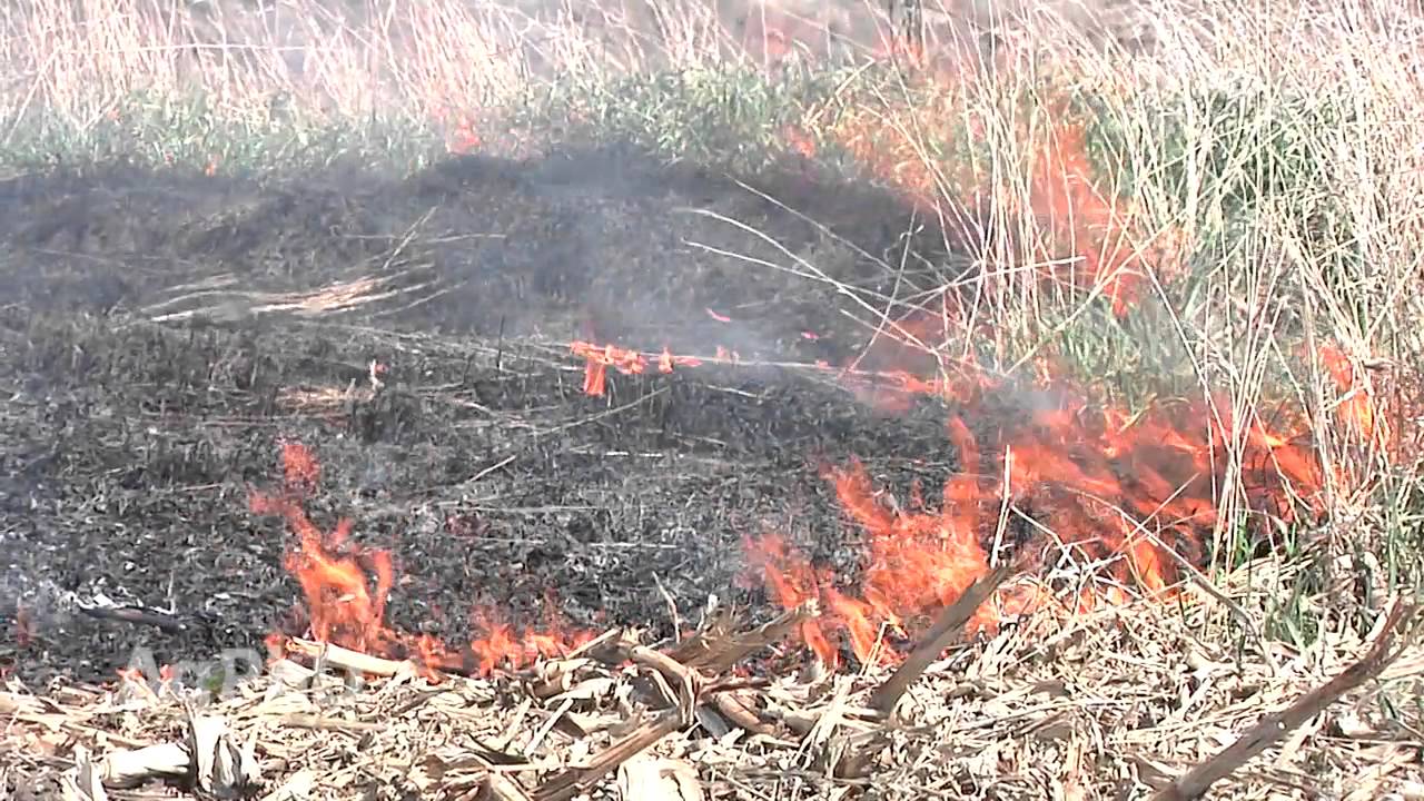Weed of the Week #913 - Russian Knapweed (Air Date 10/4/15)