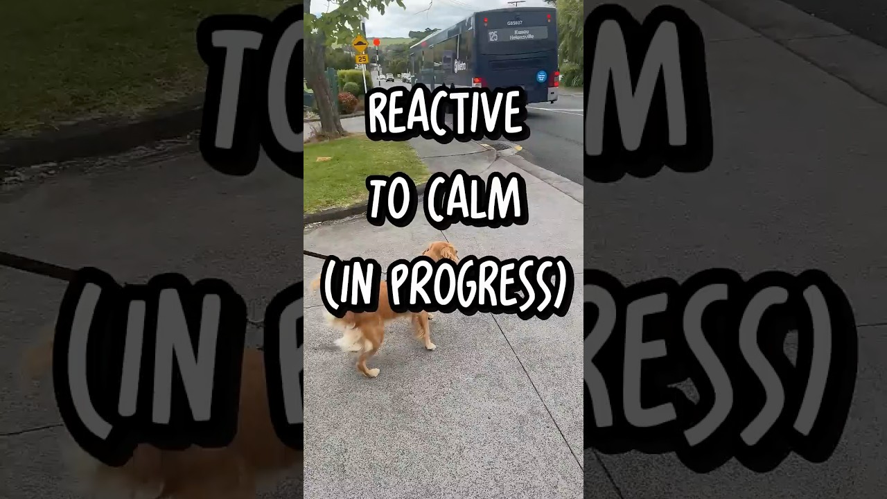 Reactive to Relaxed: The Most Heartwarming Transformation 🐕❤️
