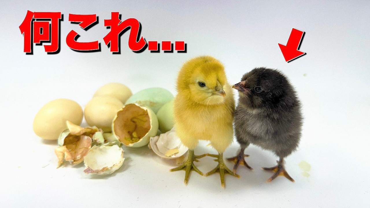 卵から生まれたヒヨコがおかしい...