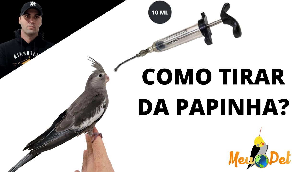 Como tirar o filhote de calopsita da papinha?