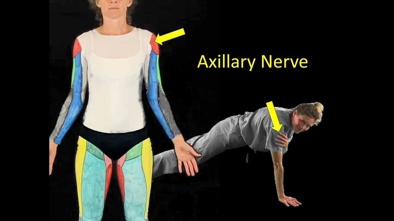 Sensory Nerves of the Upper Limb