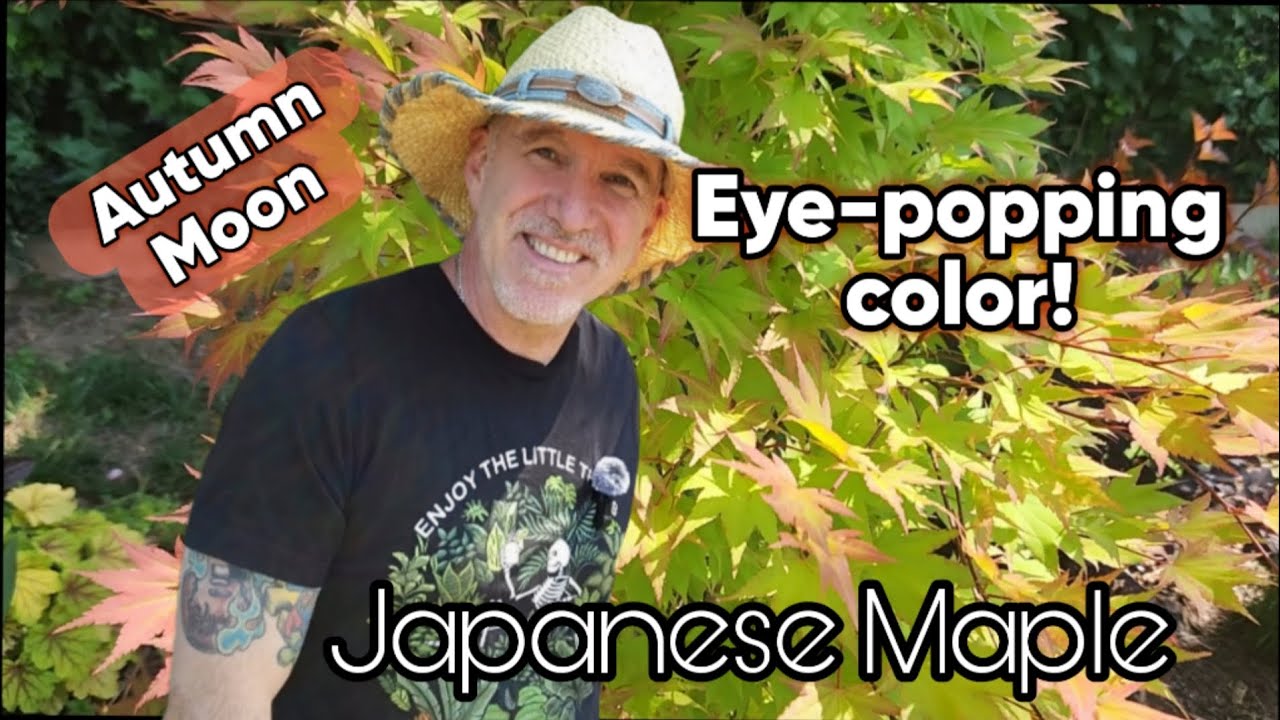 The Glowing Autumn Moon Japanese Maple