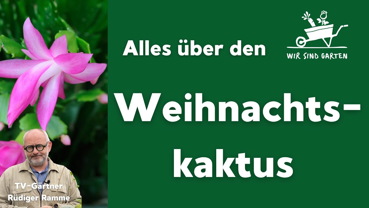 Alles über den Weihnachtskaktus mit Rüdiger Ramme