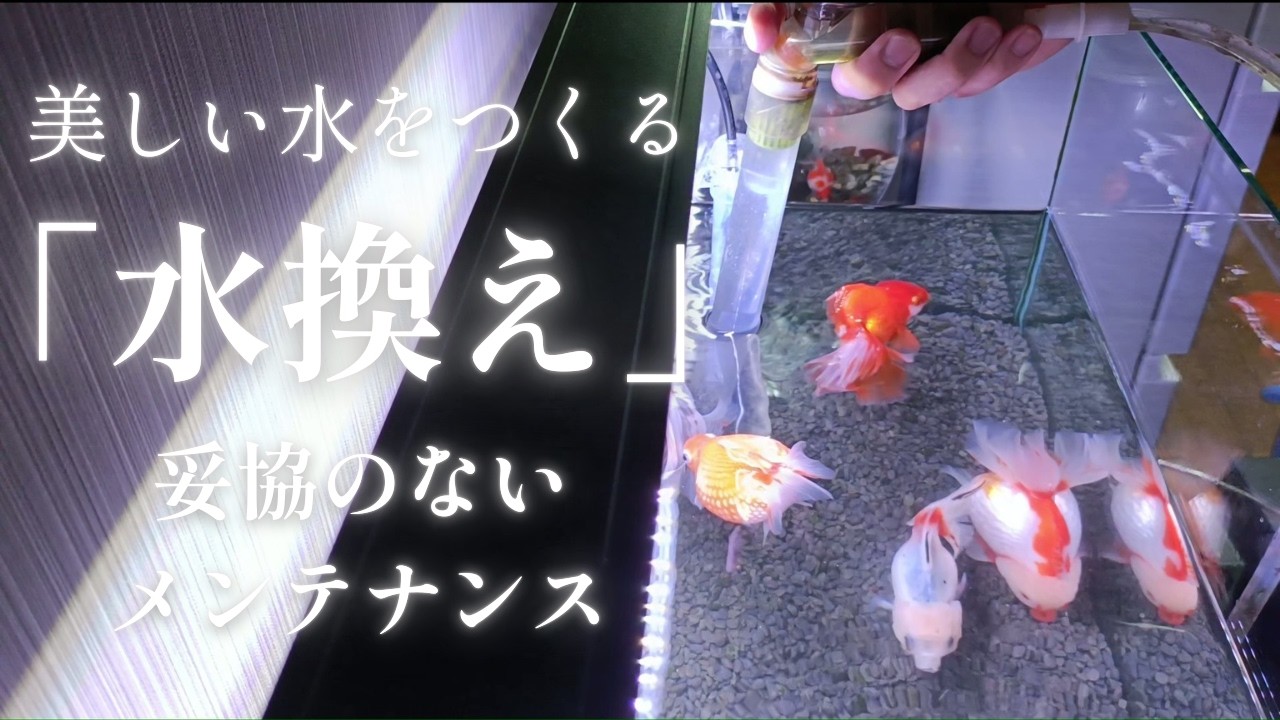 妥協のない、メンテナンス。美しい水をつくる水換え