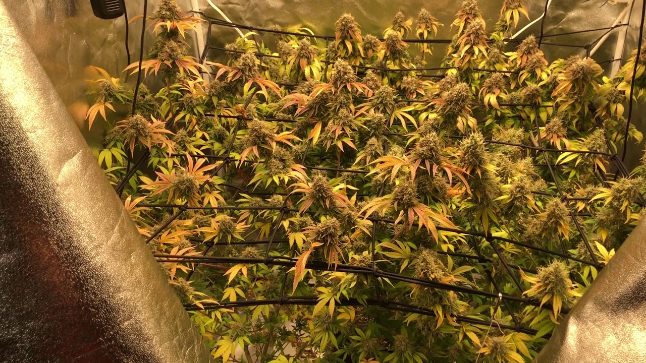 Viparspectra P-1500 3x3 Veg tent update