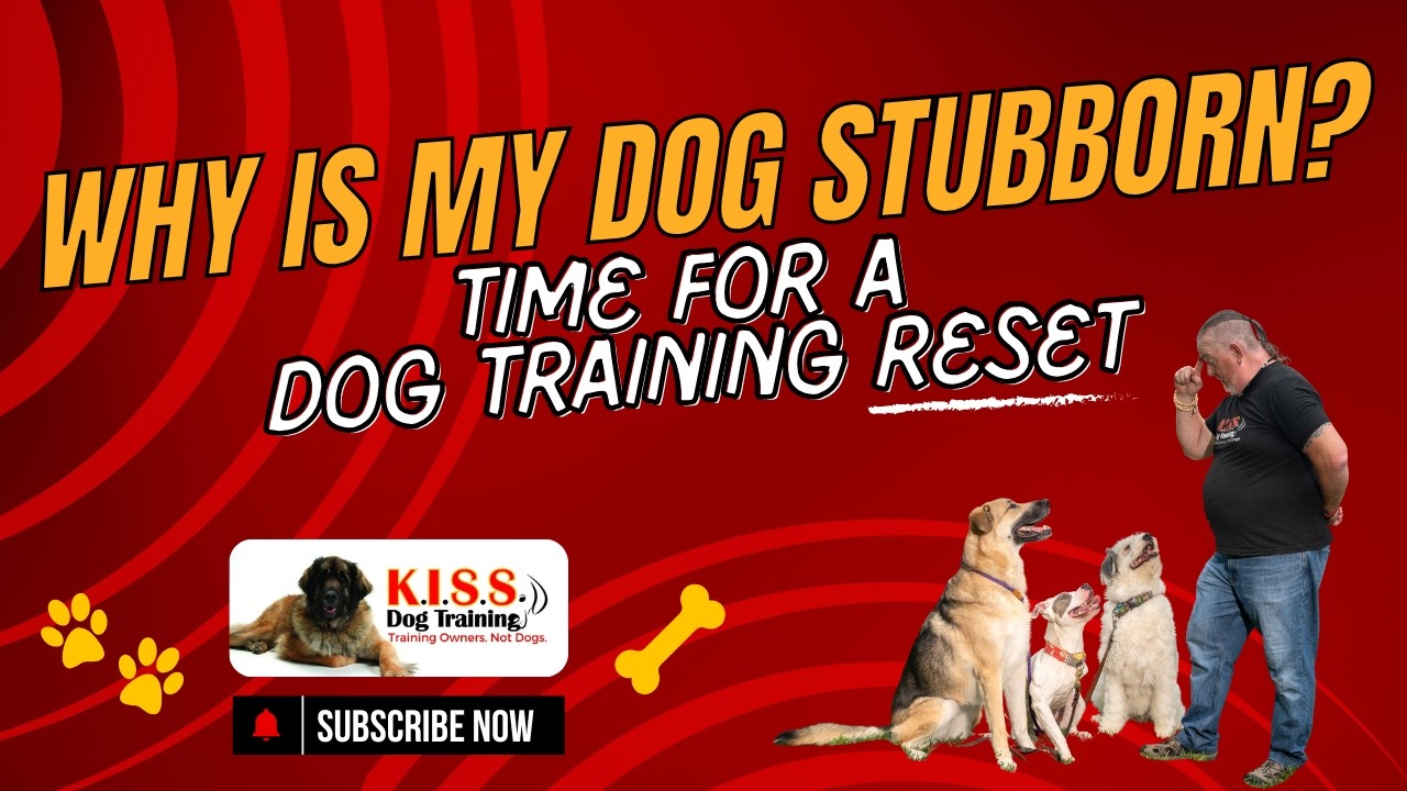 Why is my dog stubborn? Time for a Dog Training Reset