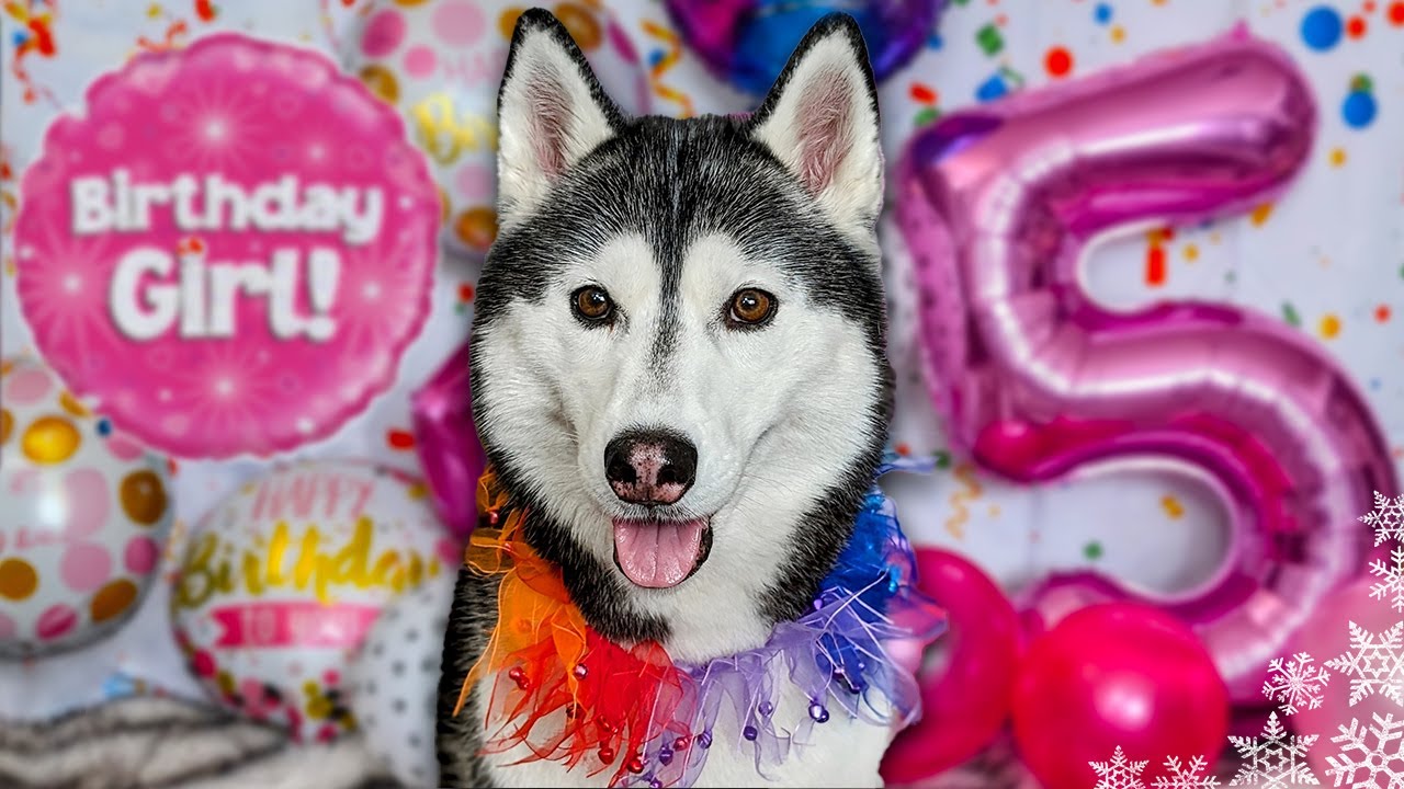 Happy Birthday Kira The Husky 🎂 5 Years Old!