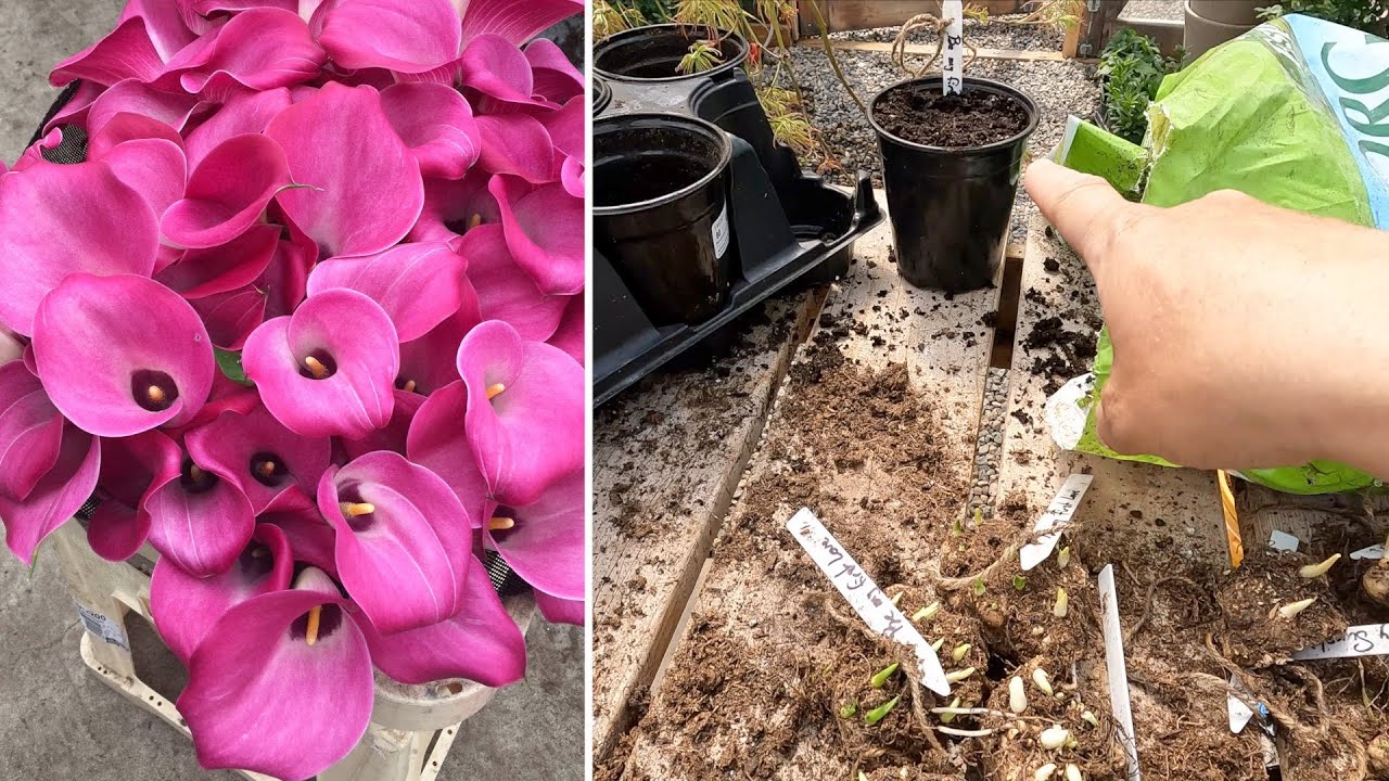 Начинаем выращивать каллы/канны и тысячелистник! 💚🌿💚 // Garden Answer