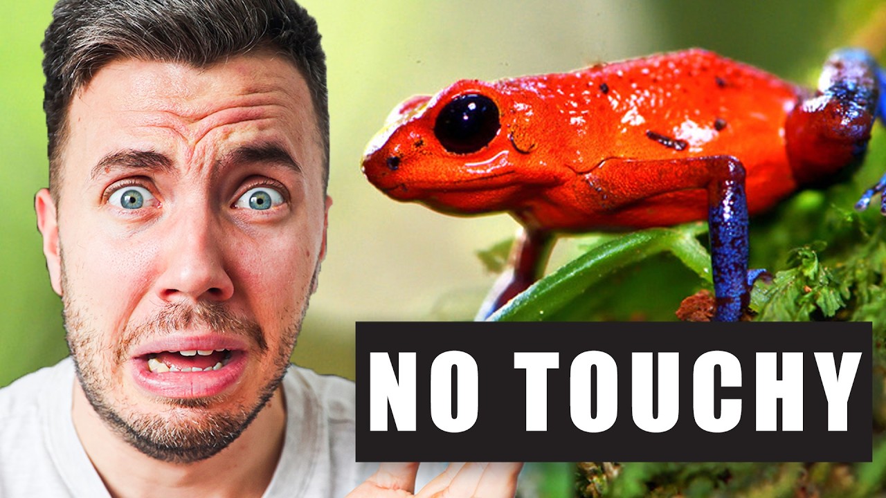 Ezekhez a MÉRGEZŐ ÁLLATOKHOZ nem nyúlunk!