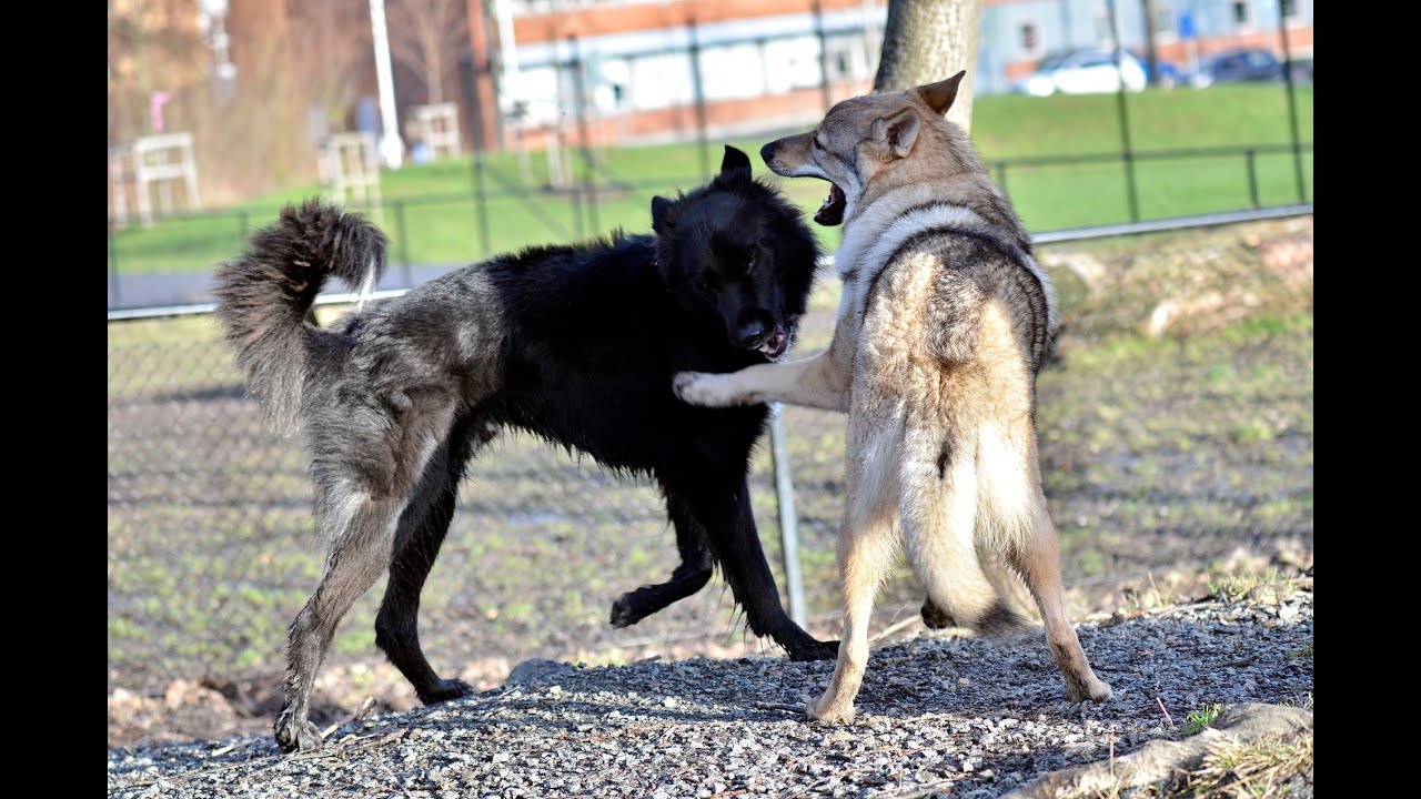 Czechoslovakian Wolfdog Lovec - The Dawg Park II, happy playing puppies and dogs