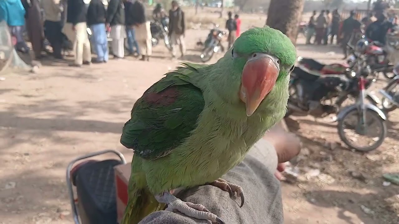 Rawalpindi Birds Market Khana Pull 18th January 2026