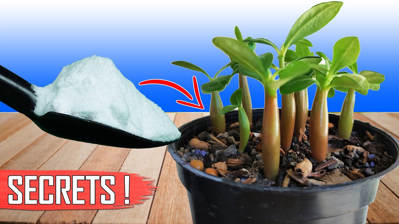 3 GARDENING SECRETS TO GROWING ADENIUM FROM SEEDS || HOW TO GROW ADENIUM?