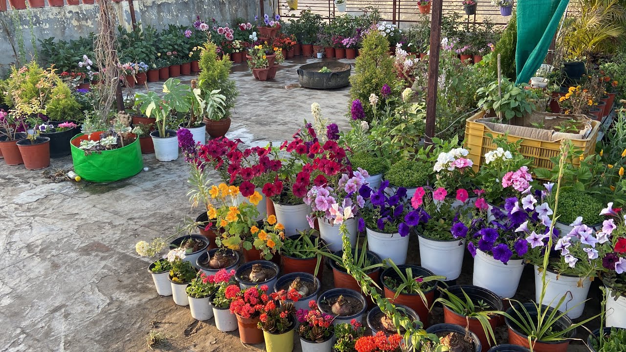 मार्च में Terrace Garden की एक झलक||Spring Garden Overview With 50+ Winter Flowering Plants