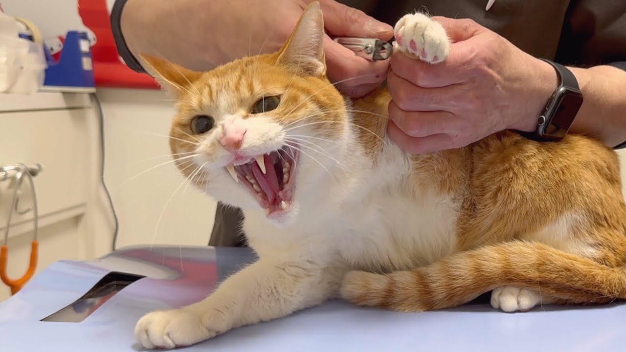 神の手を持つ先生がいる病院で凶暴猫の爪切り！11回目！今回は暴れました！