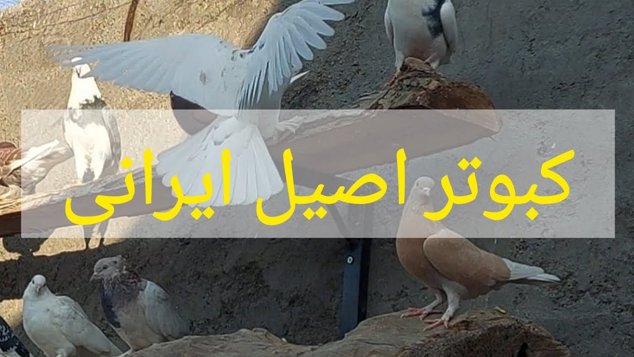 کبوتر اصیل و زیبای ایرانی