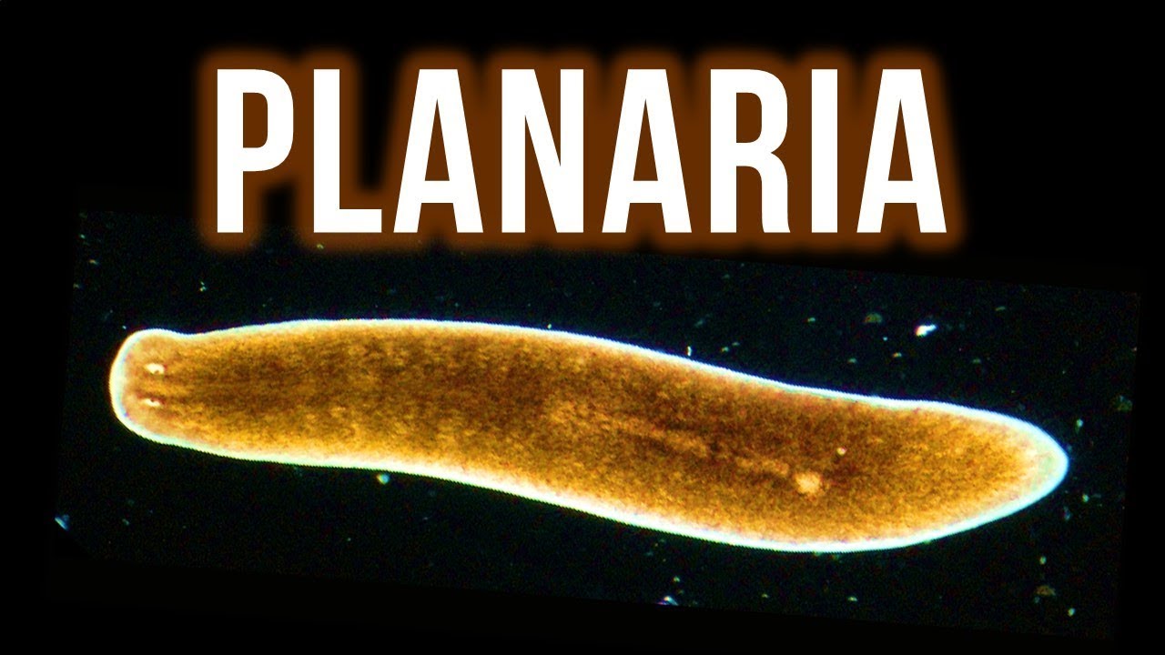 How to Get Rid of Planaria – 4 Proven Methods