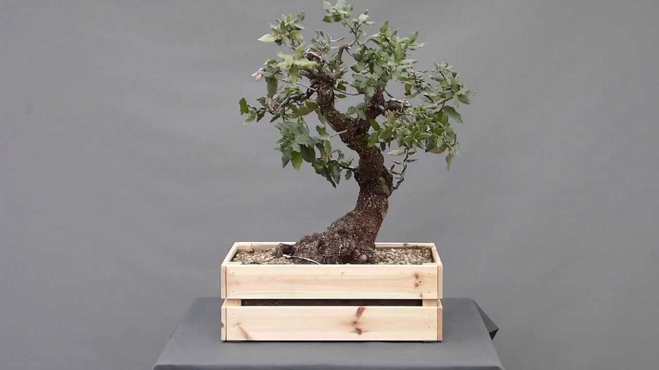 Quercus ilex