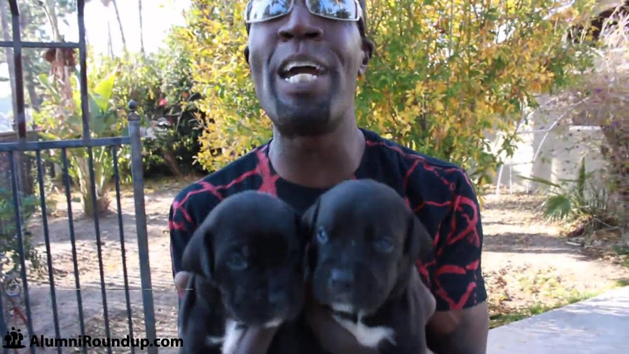 Aaron Hall - The Real Dog Whisperer