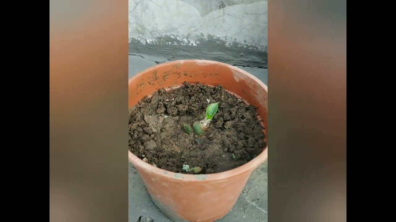Beginners Gardening | Flowers and Vegetables