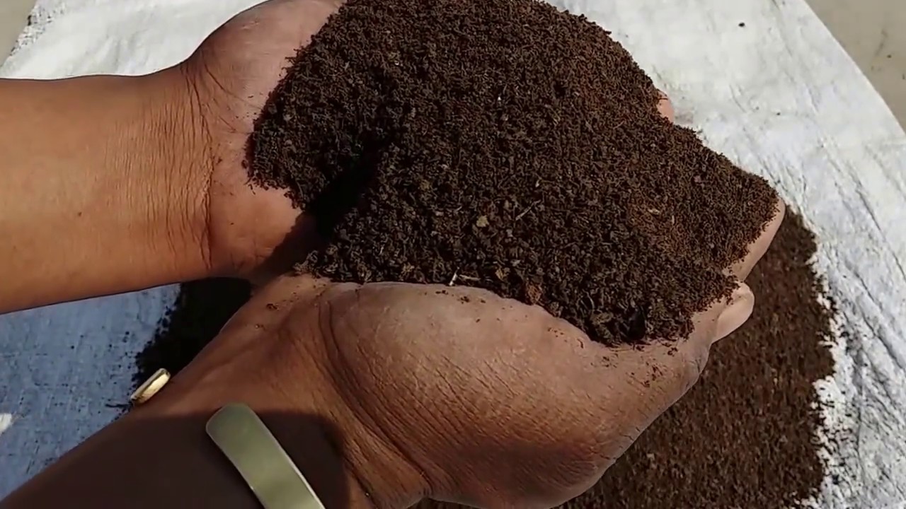 How to use Cow Duge in home plant || कैसे बनायें पुराने गोबर से अच्छी खाद ? Homegarden