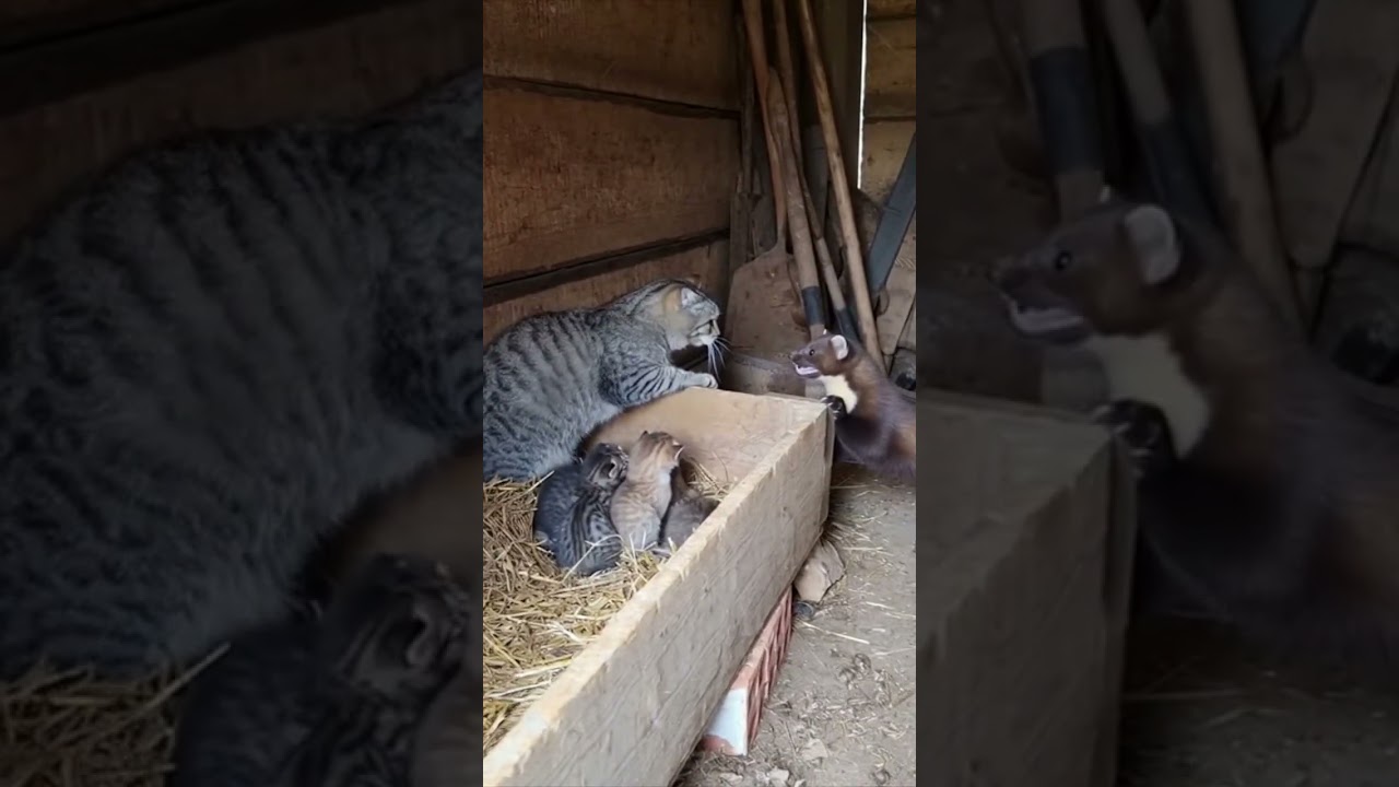 Mother Cat Fights Off a Marten to Save Her Kittens! 🐱💥🦦