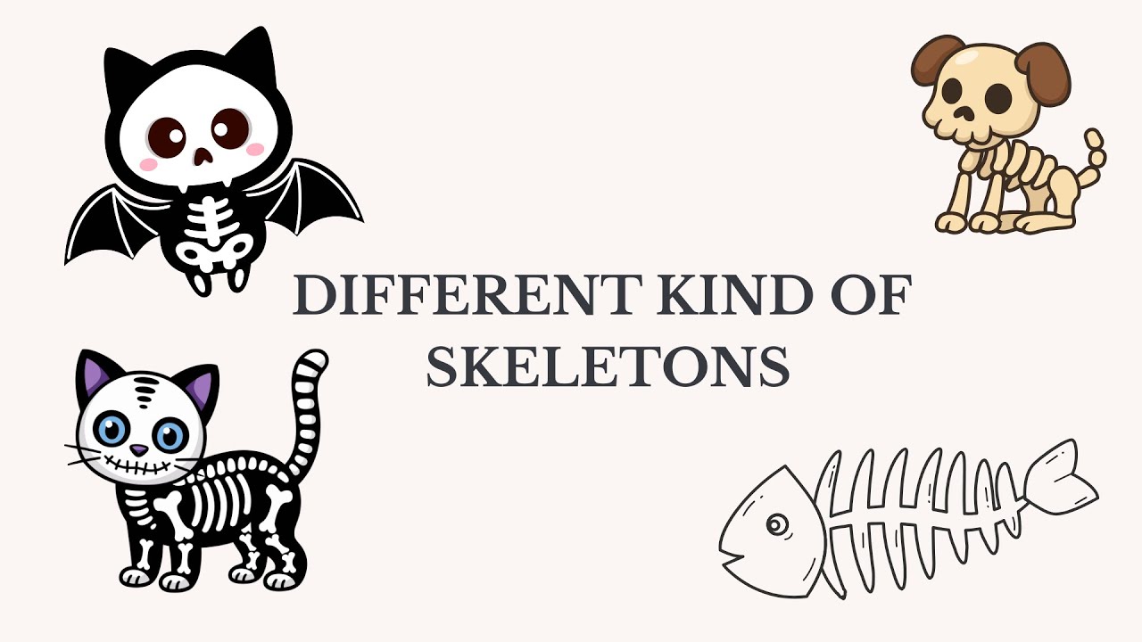 DIFFERENT KIND OF SKELETONS
