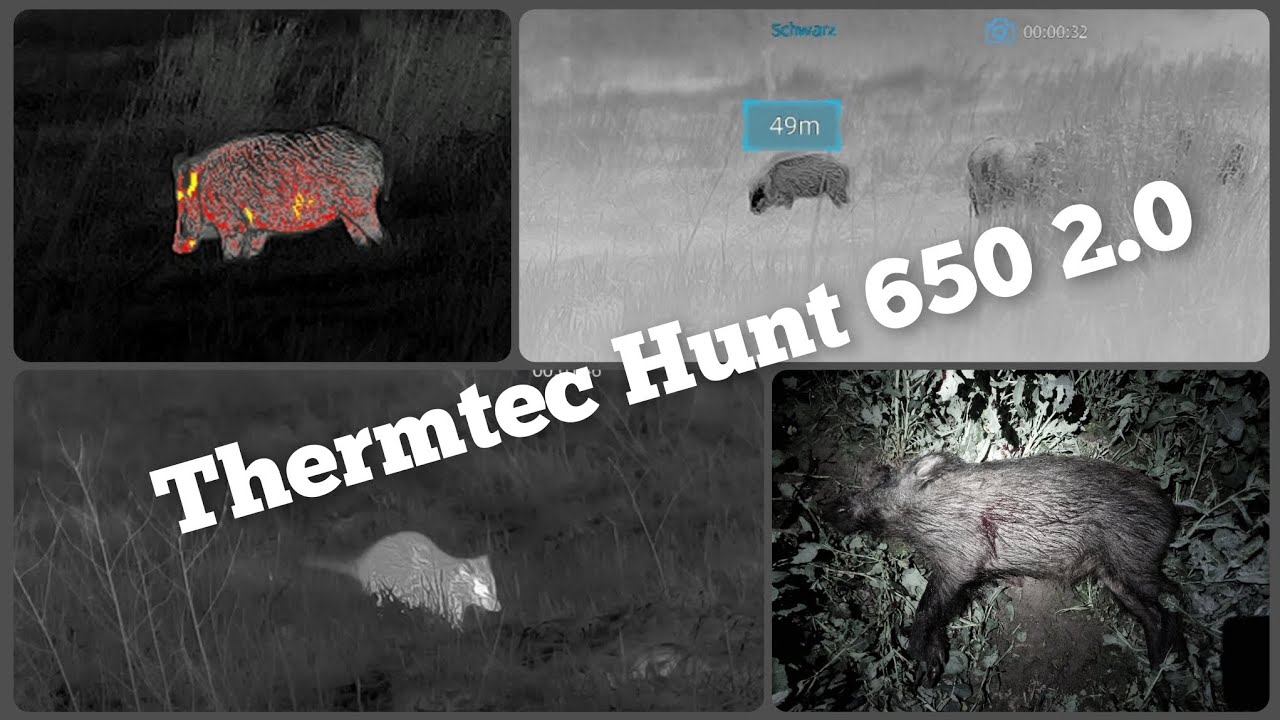 ThermTec Hunt 650|Bildeinstellungen|Schwarzwild|Wärmebild