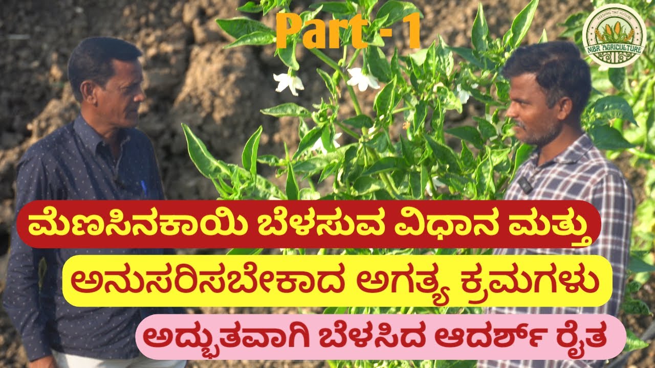 1 ಎಕರೆಯಲ್ಲಿ ಹಸಿರು ಮೆಣಸಿನಕಾಯಿ ಕೃಷಿ II Green Chilli Farming II