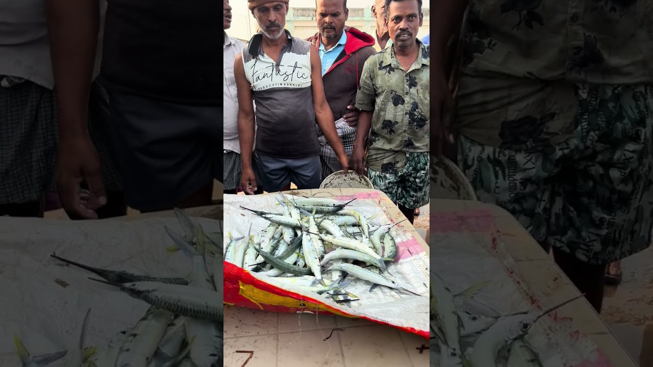 கருமுரல் முரல் மீன்கள் ஏலம்