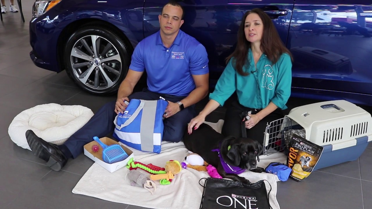 Pet Travel Safety: Packing A Travel Bag
