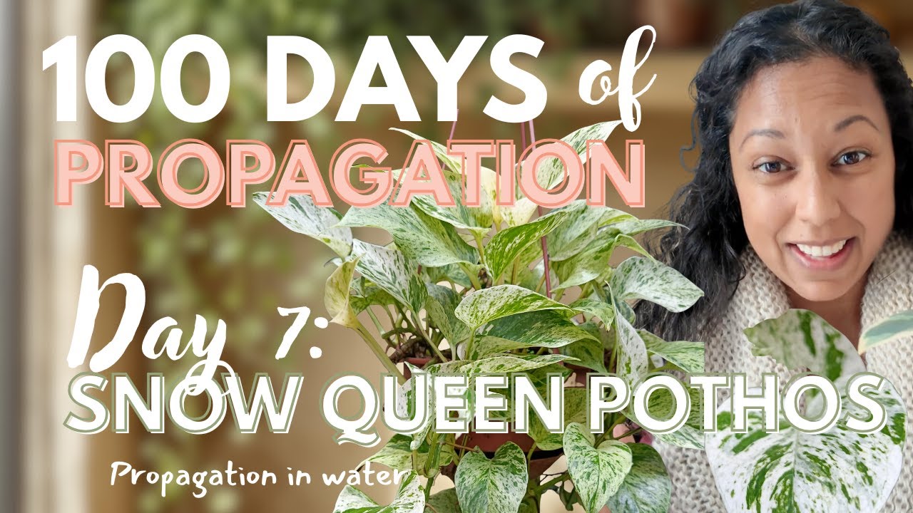 100 Days of Plant Propagation | Day 7: How to Propagate a Snow Queen Pothos (Beginner friendly)