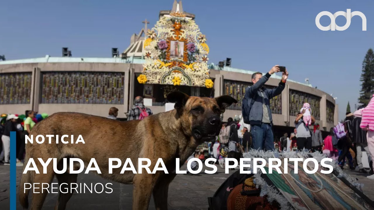 Instalan módulo para atención de perritos peregrinos en la Basílica de Guadalupe