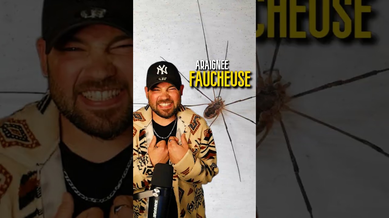 L'ARAIGNEE FAUCHEUSE 🕷️