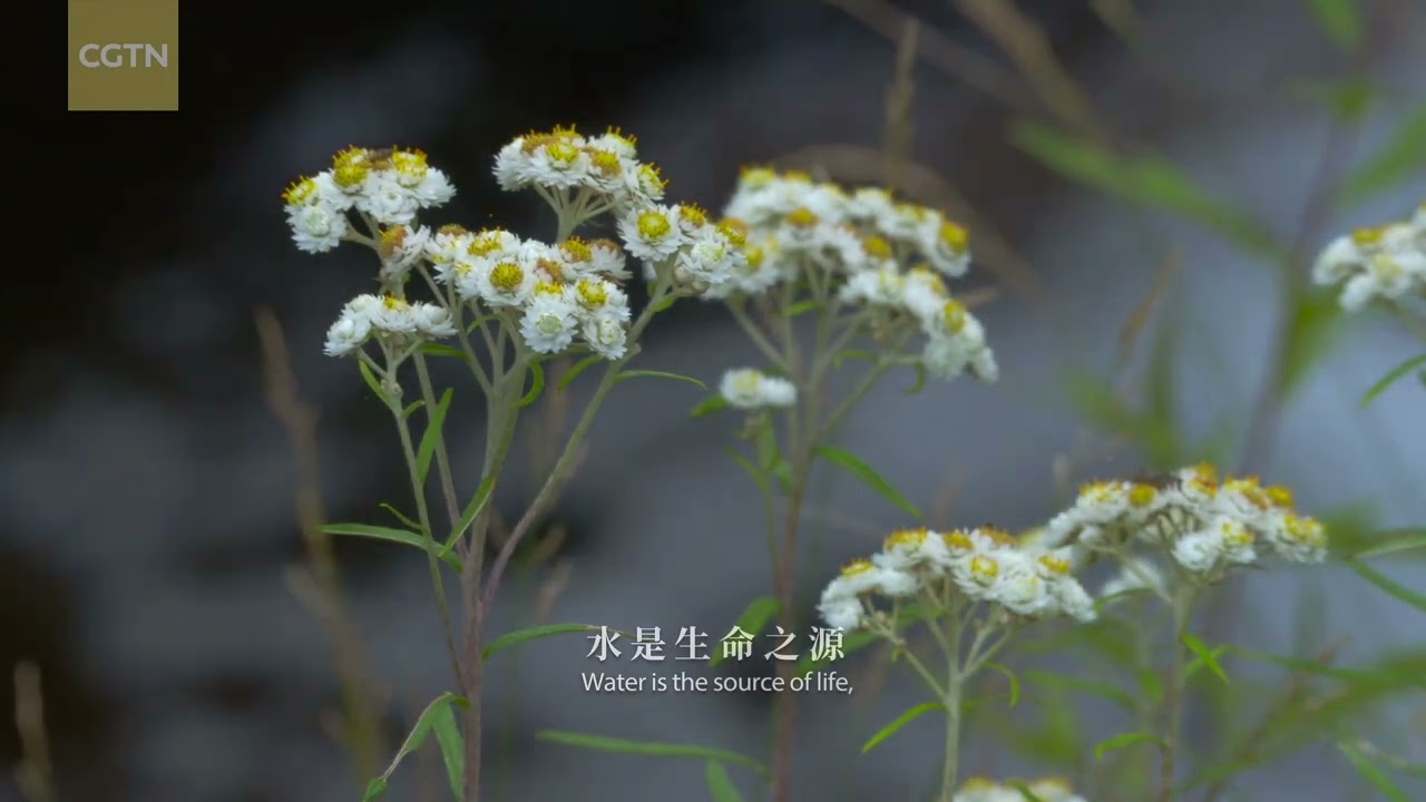 Ningxia Series | Episode 8: Liupan Mountains