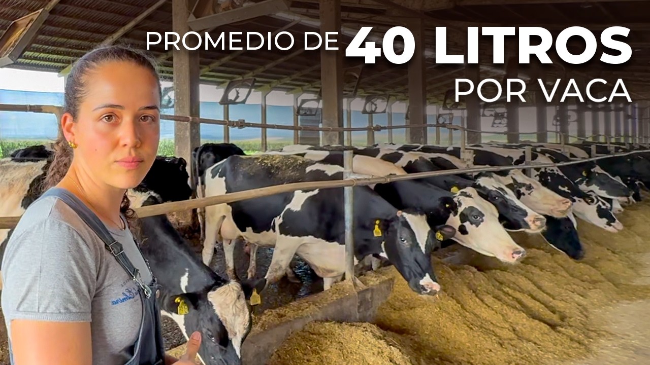 11 MIL LITROS DE LECHE POR DÍA CON 290 VACAS EN LACTANCIA - GRANJA SANTA ELMIRA, BRASIL 🇧🇷